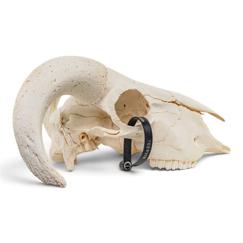 Real Domestic Ram Skull