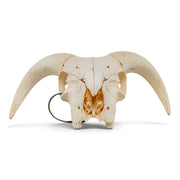 Real Domestic Ram Skull
