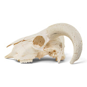 Real Domestic Ram Skull