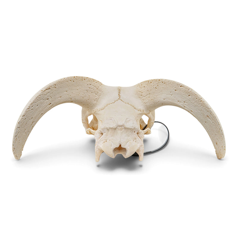 Real Domestic Ram Skull