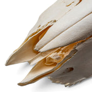 Real Domestic Ram Skull