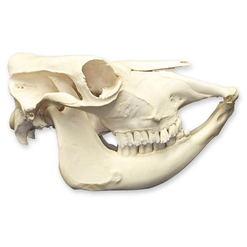 Real Domestic Cow Skull