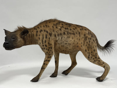  Real Taxidermy Vintage Spotted Hyena (Crocuta crocuta)