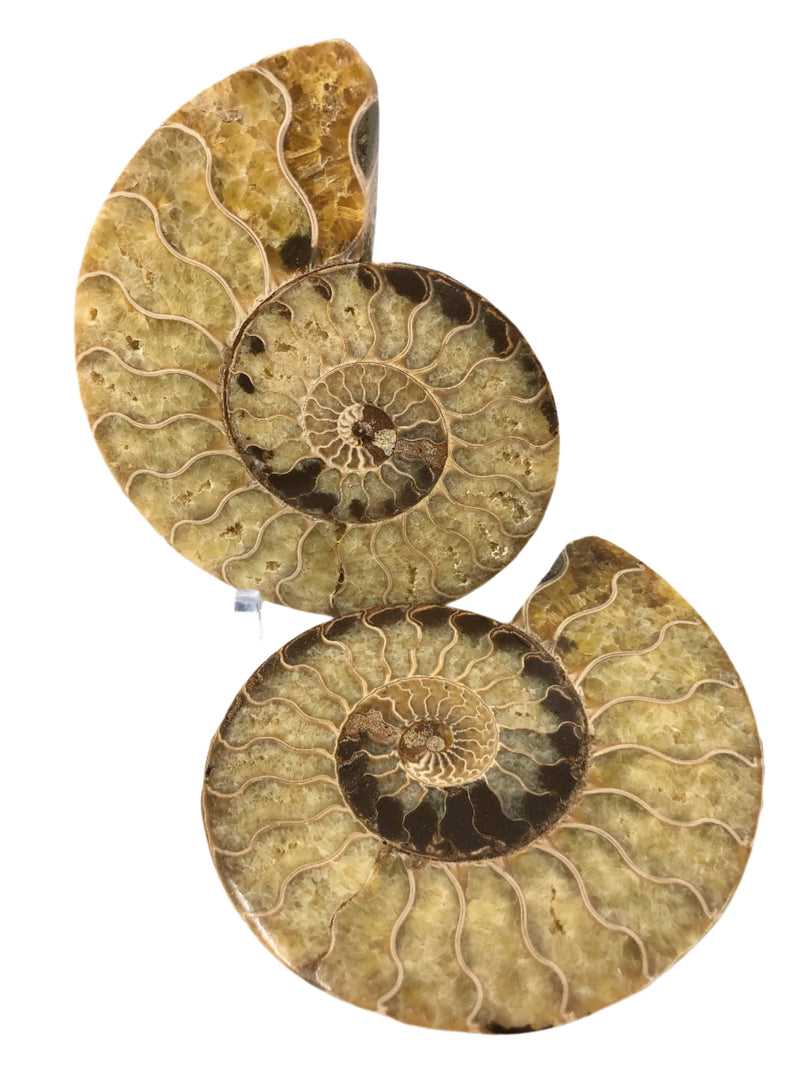 Fossil Ammonite Split Pair