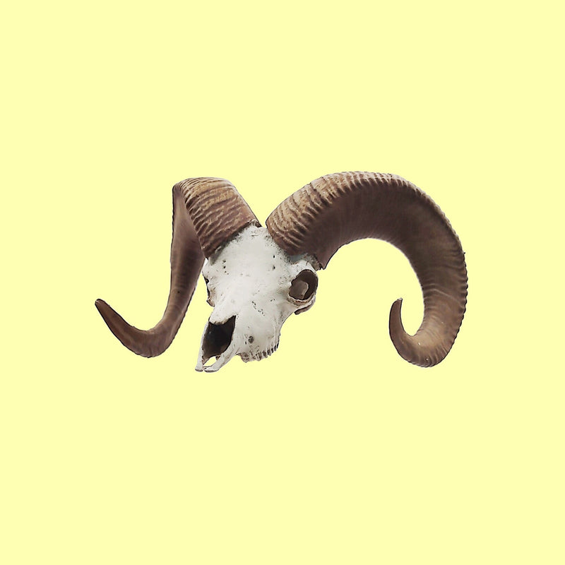 Bighorn Sheep Skull Replica - 1:12 Scale