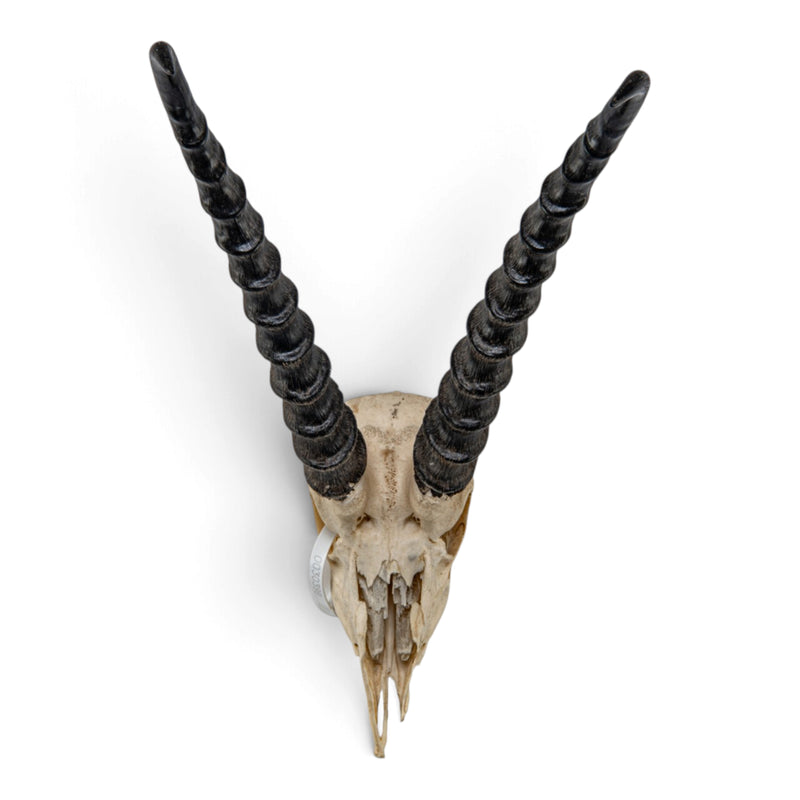 Real Grant's Gazelle Skull