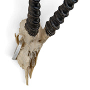 Real Grant's Gazelle Skull