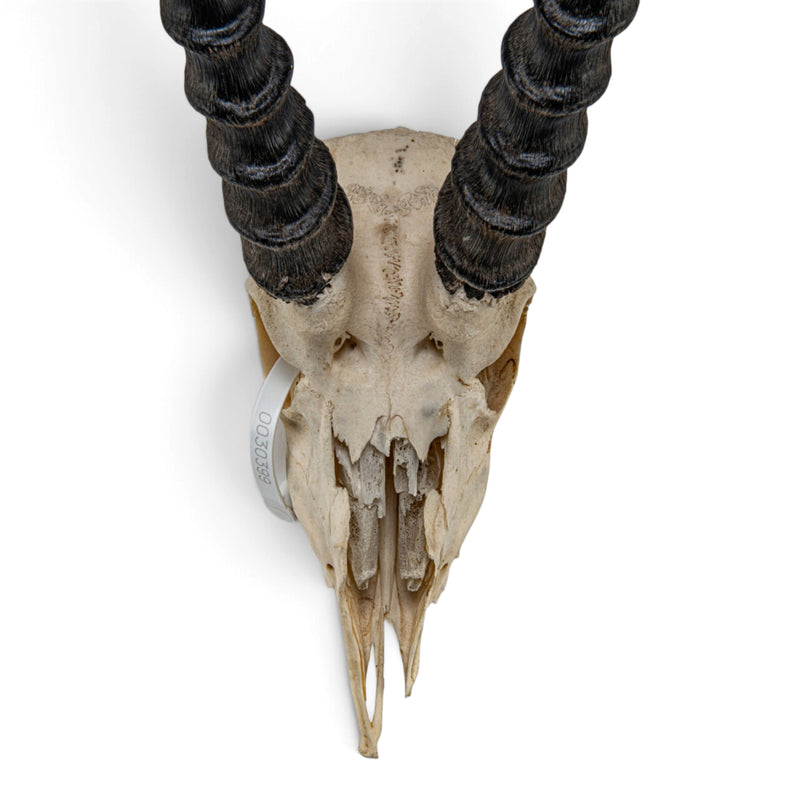 Real Grant's Gazelle Skull