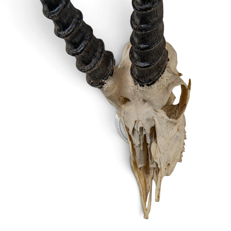 Real Grant's Gazelle Skull