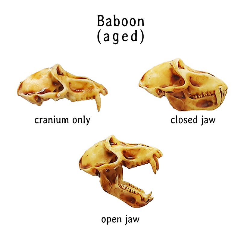 Baboon Skull Replica - 1:6 Scale