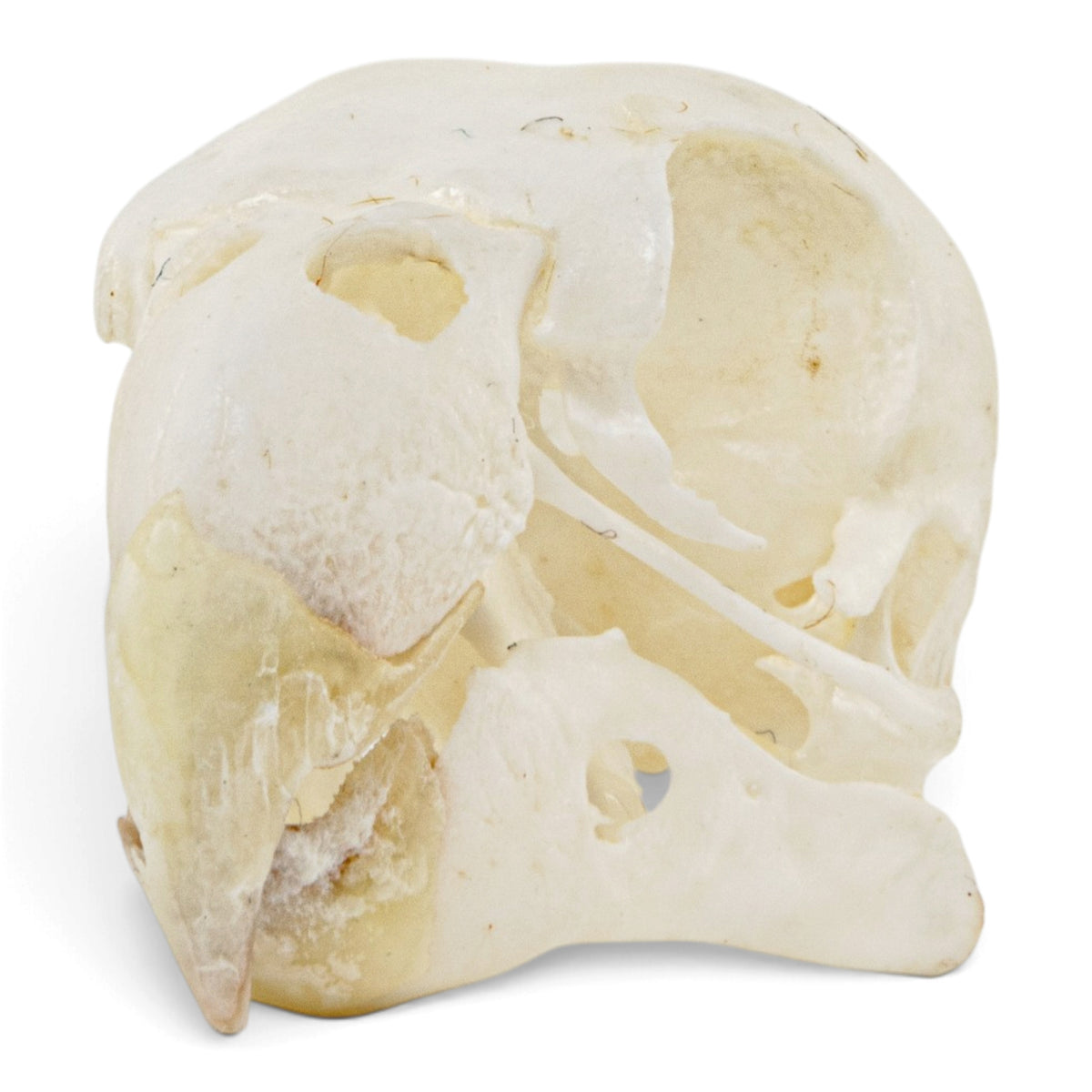 Real Lovebird Skull