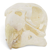Real Lovebird Skull