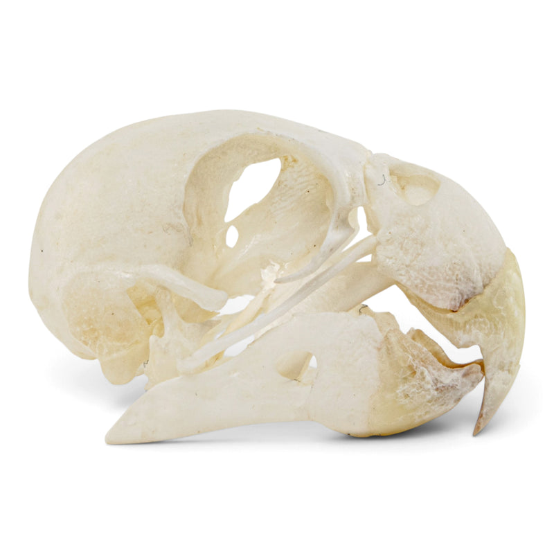Real Lovebird Skull
