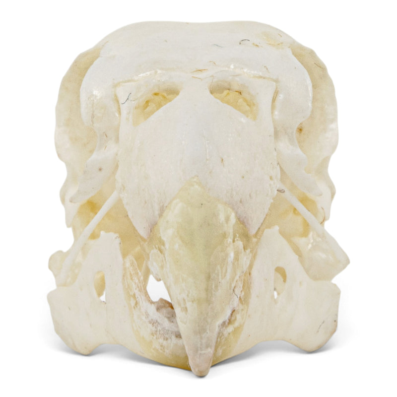 Real Lovebird Skull