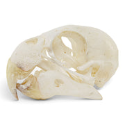 Real Lovebird Skull