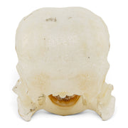 Real Lovebird Skull