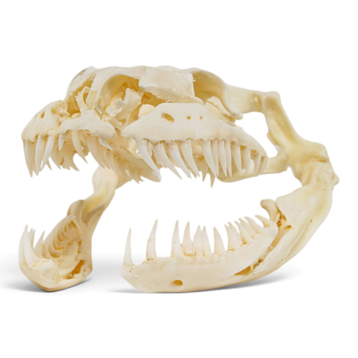 Real Reticulated Python Skull