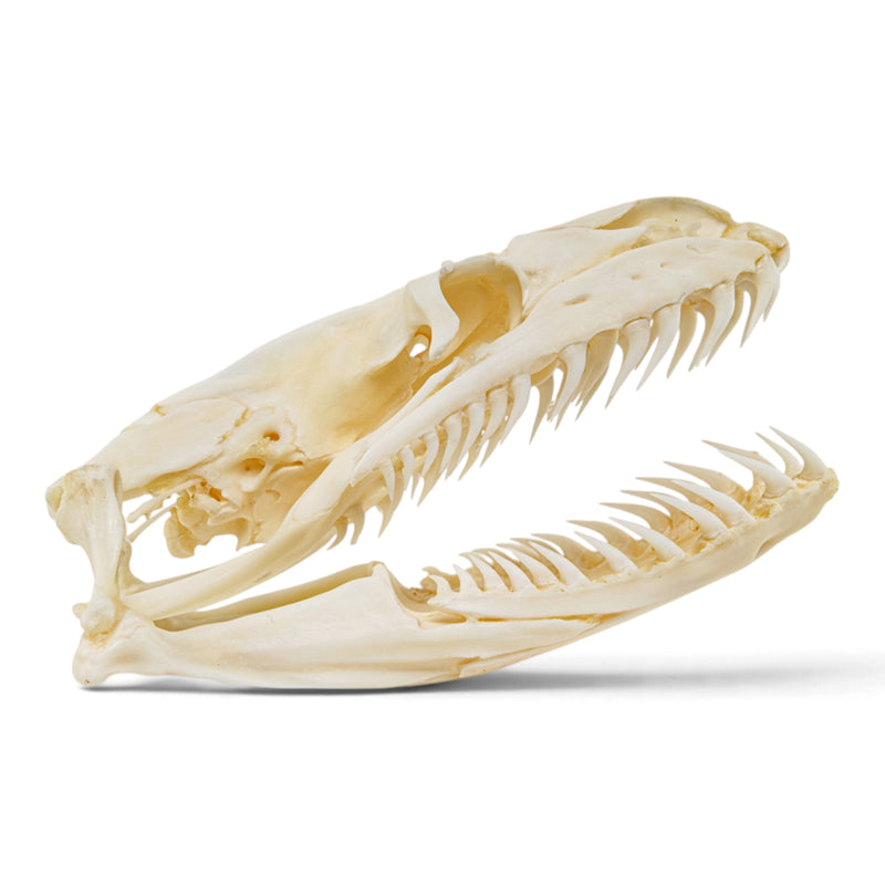 Real Reticulated Python Skull