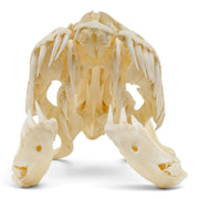 Real Reticulated Python Skull