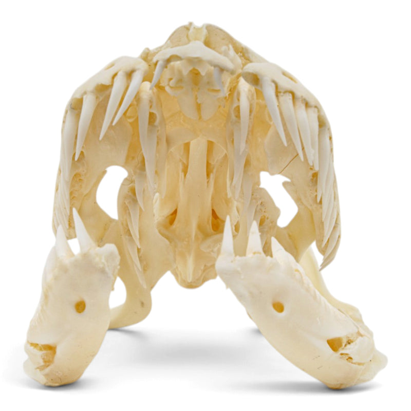 Real Reticulated Python Skull