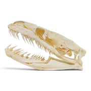 Real Reticulated Python Skull