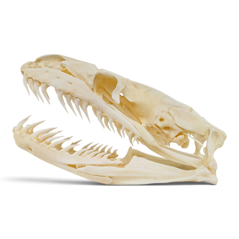 Real Reticulated Python Skull