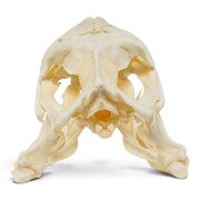 Real Reticulated Python Skull