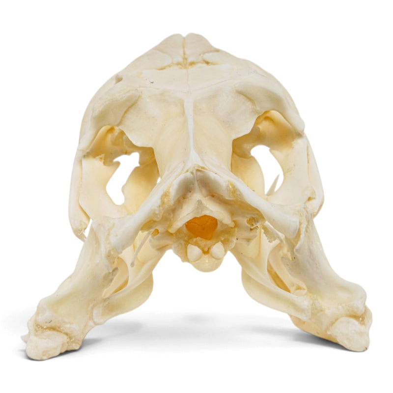 Real Reticulated Python Skull
