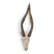 Real Bongo Skull
