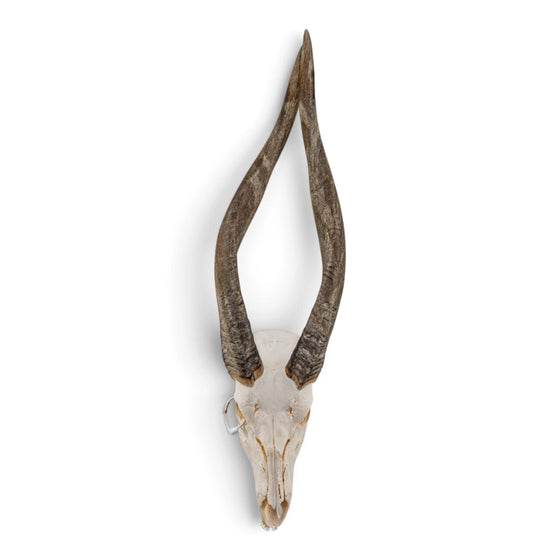 Real Bongo Skull