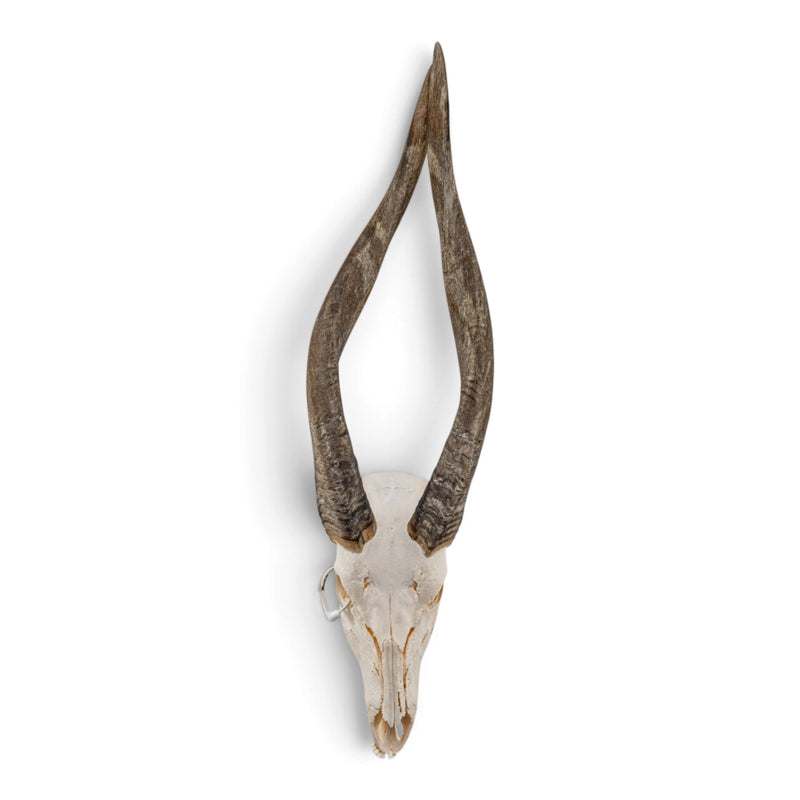 Real Bongo Skull