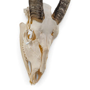 Real Bongo Skull