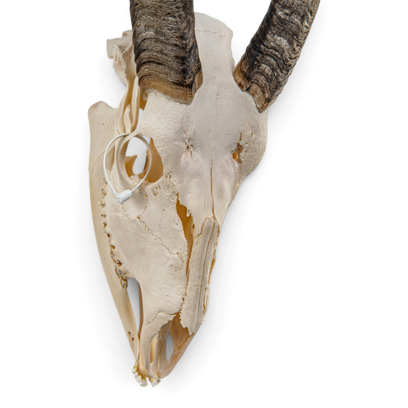 Real Bongo Skull