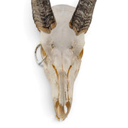 Real Bongo Skull