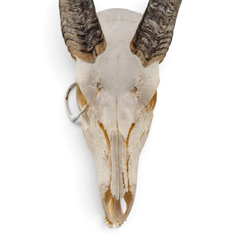 Real Bongo Skull
