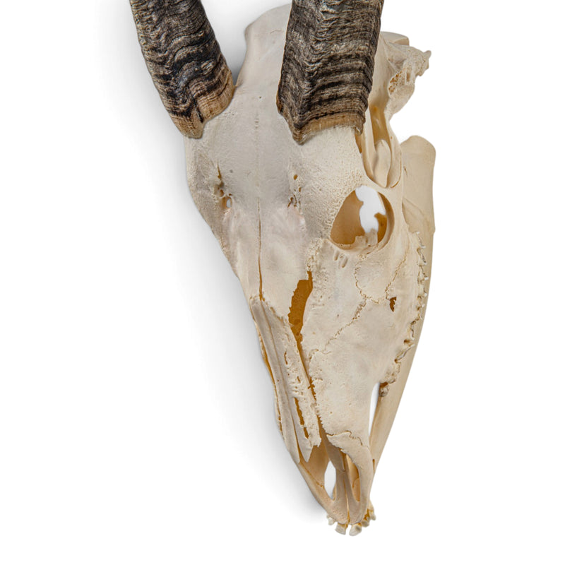 Real Bongo Skull