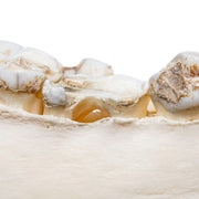 Real Bongo Skull