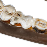 Real Bongo Skull