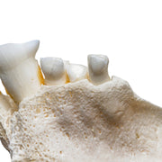 Real Bongo Skull