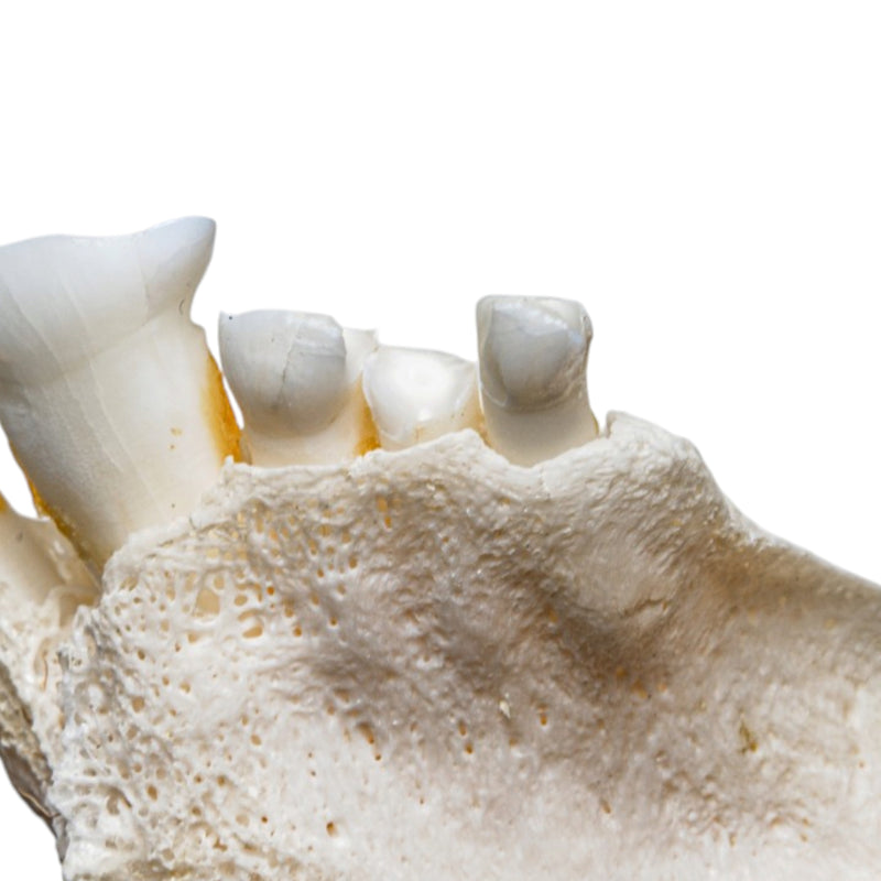 Real Bongo Skull
