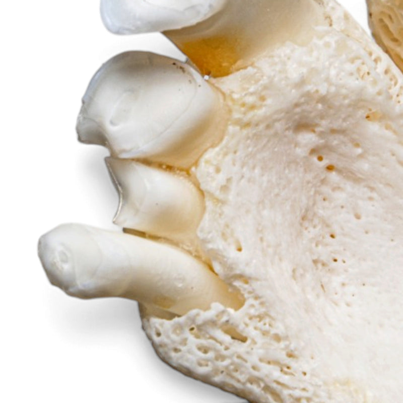 Real Bongo Skull