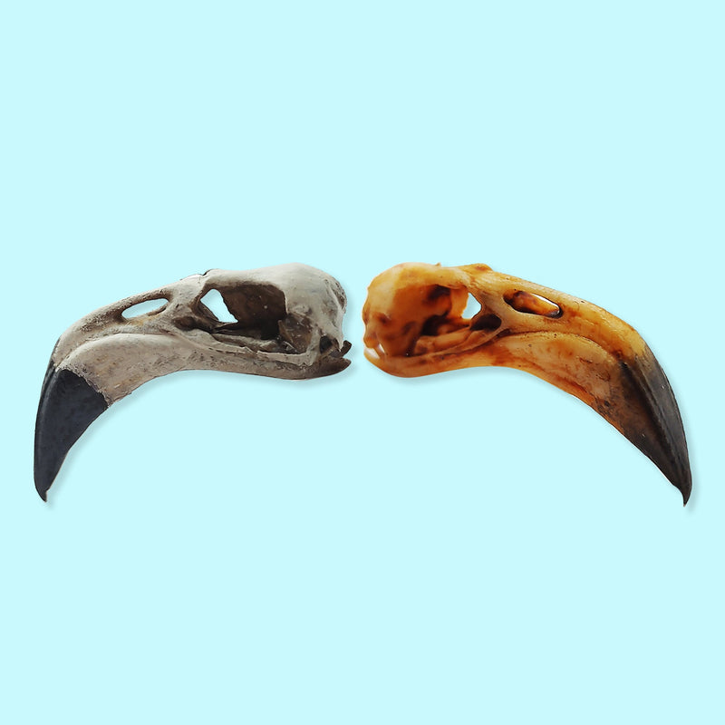 American Flamingo Skull Replica - 1:6 Scale
