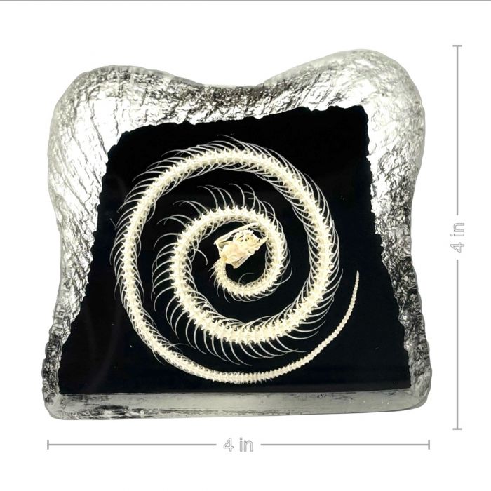 Real Snake Skeleton in Acrylic - Textured