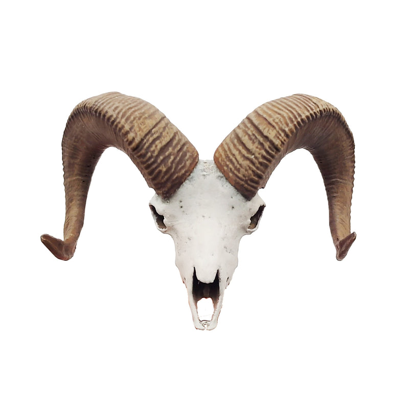 Bighorn Sheep Skull Replica - 1:12 Scale