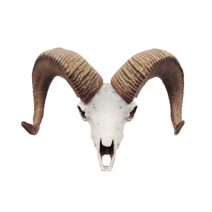 Bighorn Sheep Skull Replica - 1:12 Scale