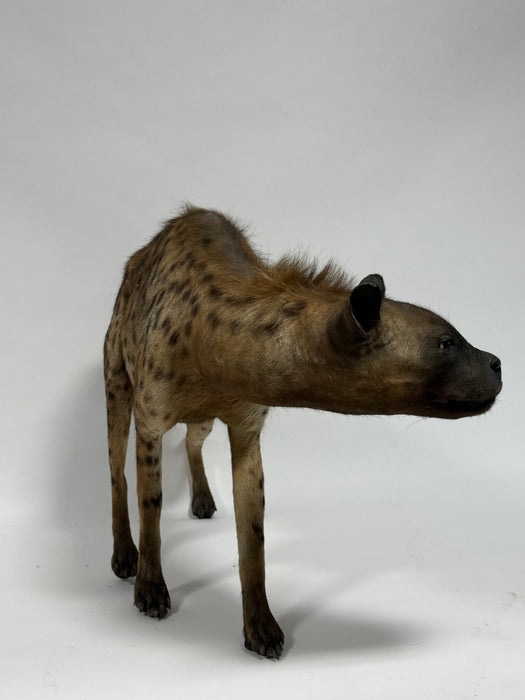  Real Taxidermy Vintage Spotted Hyena (Crocuta crocuta)