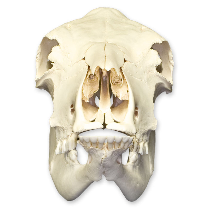 Real Domestic Cow Skull
