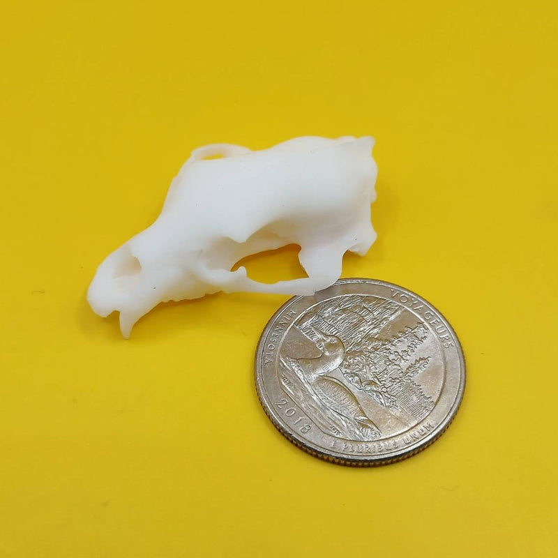 Black Bear Skull Replica - 1:12 Scale