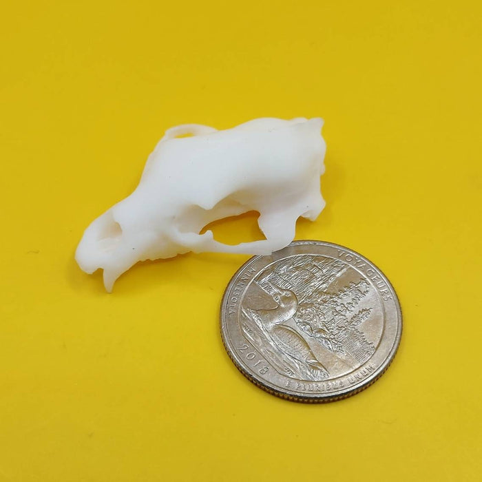 Black Bear Skull Replica - 1:12 Scale