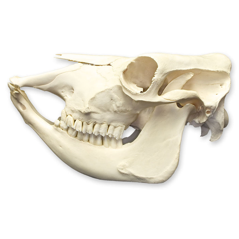 Real Domestic Cow Skull